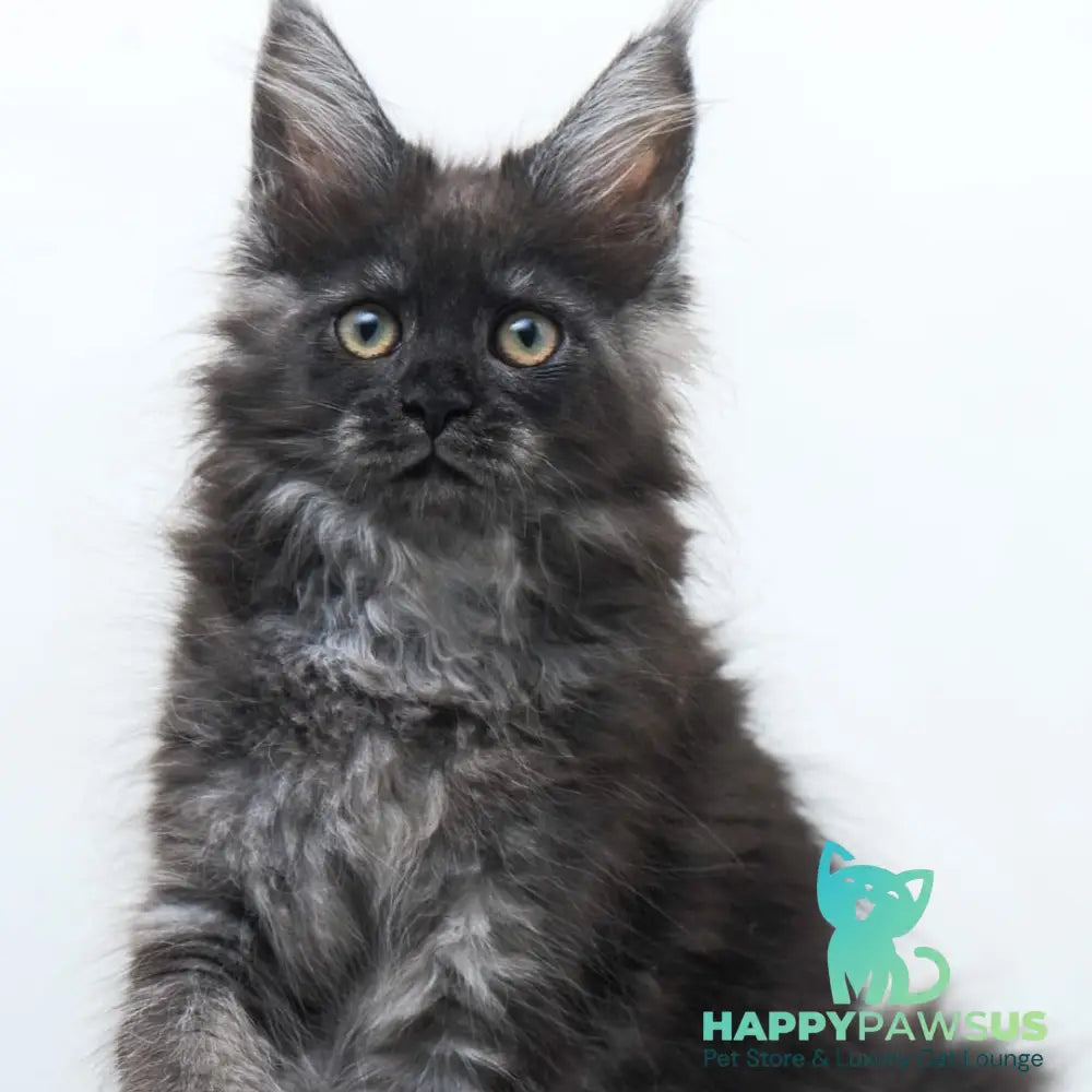 Fantazia Maine Coon female black silver - live animals