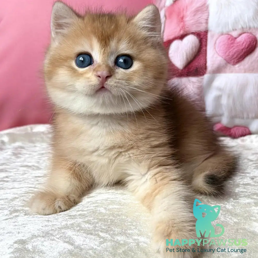 Fantic British Shorthair male black golden chinchilla - live animals
