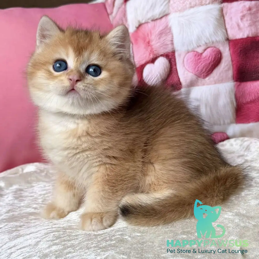 Fantic British Shorthair male black golden chinchilla - live animals