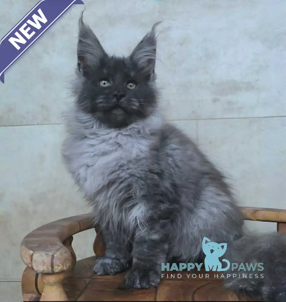 Fantik Maine Coon male black silver live animals