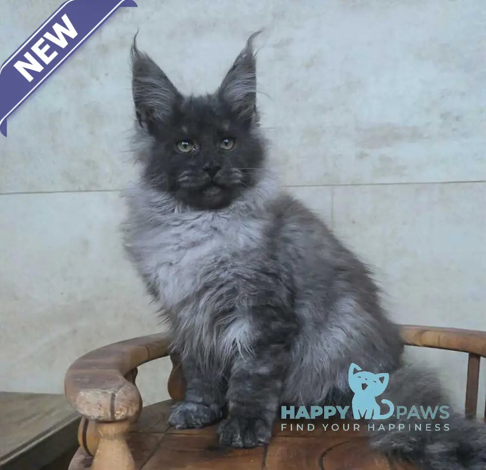 Fantik Maine Coon male black silver live animals