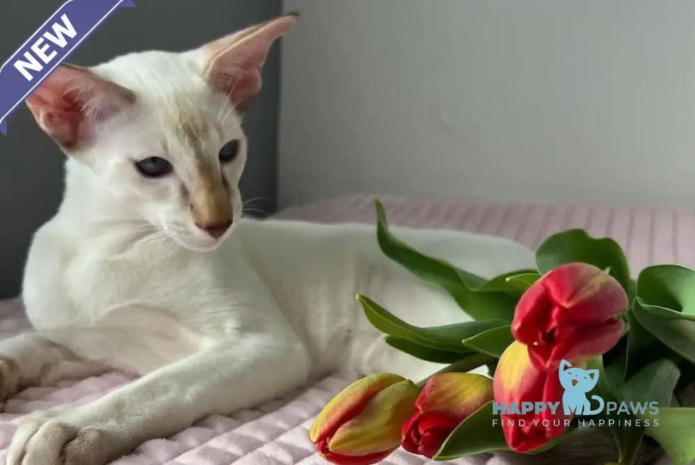 Fantik Siamese male red pointed live animals