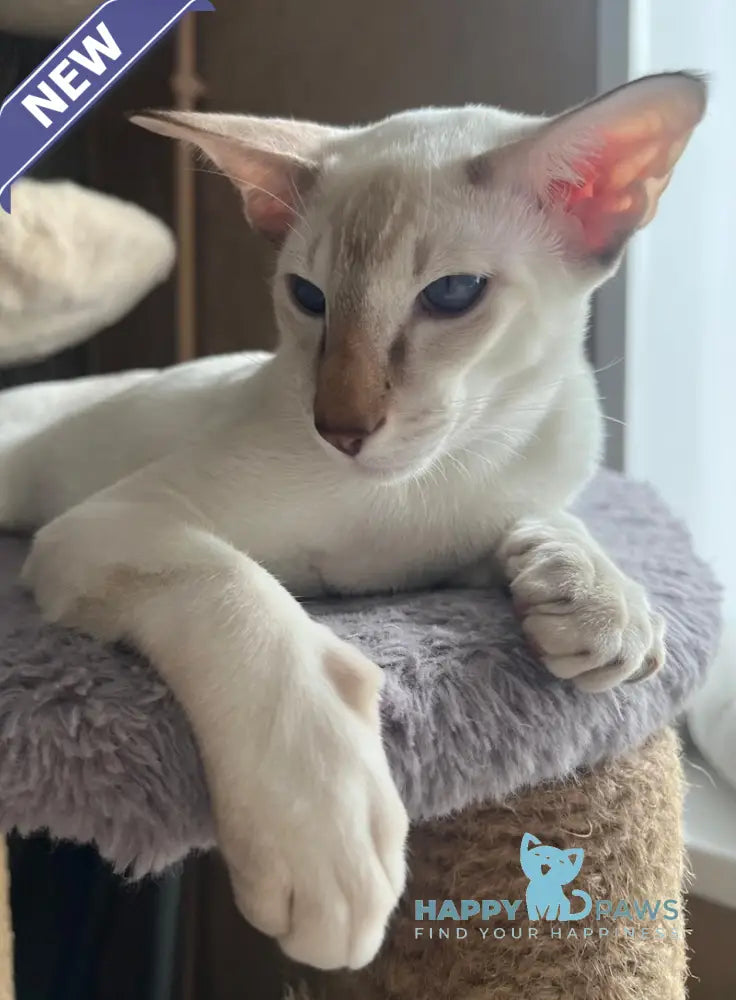 Fantik Siamese male red pointed live animals
