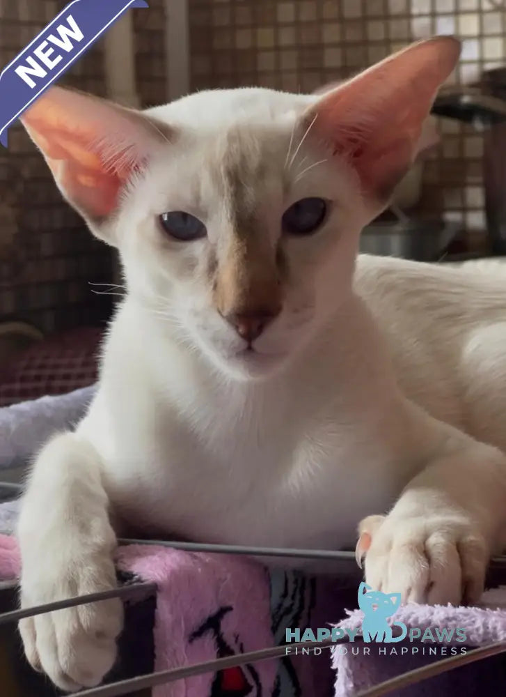 Fantik Siamese male red pointed live animals