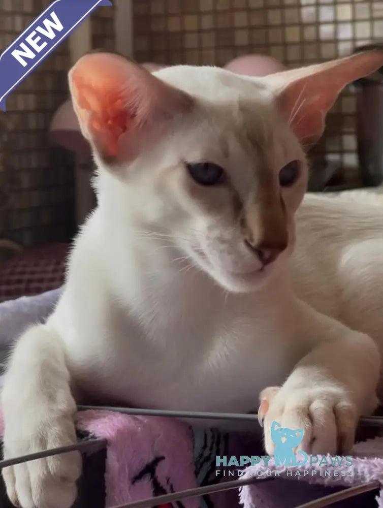 Fantik Siamese male red pointed live animals