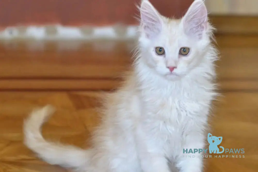 Fantom Maine Coon male red silver ticked tabby live animals
