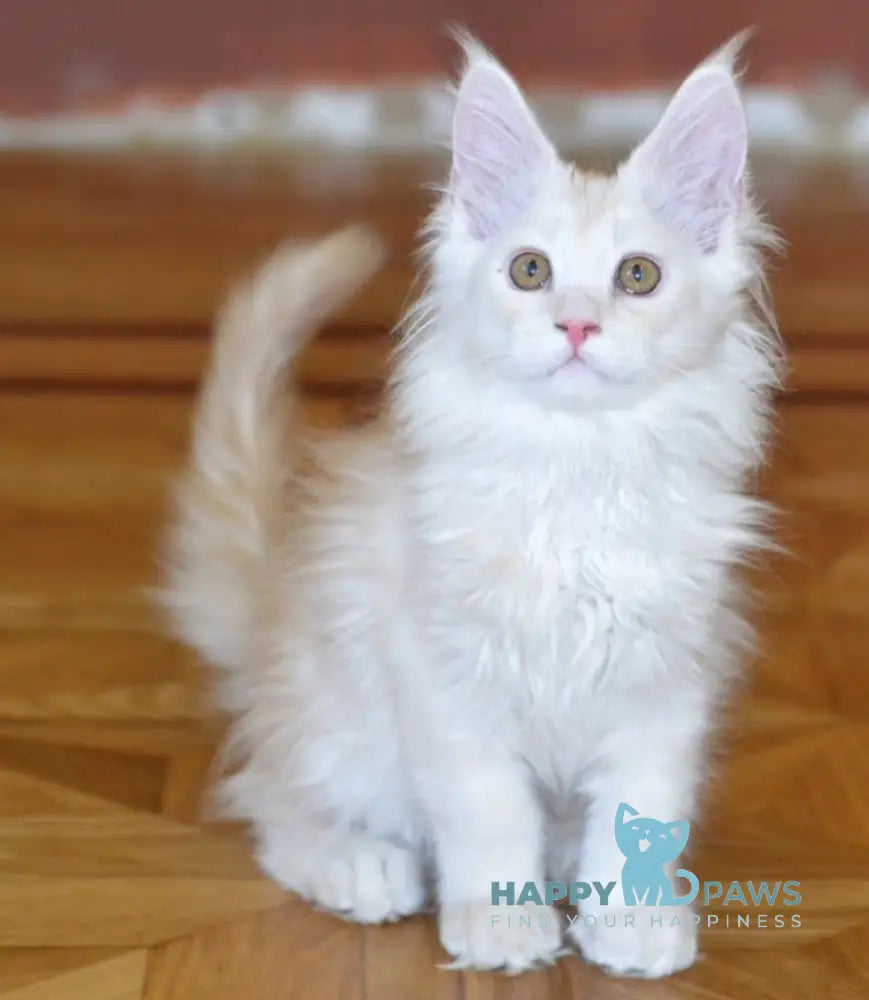 Fantom Maine Coon male red silver ticked tabby live animals