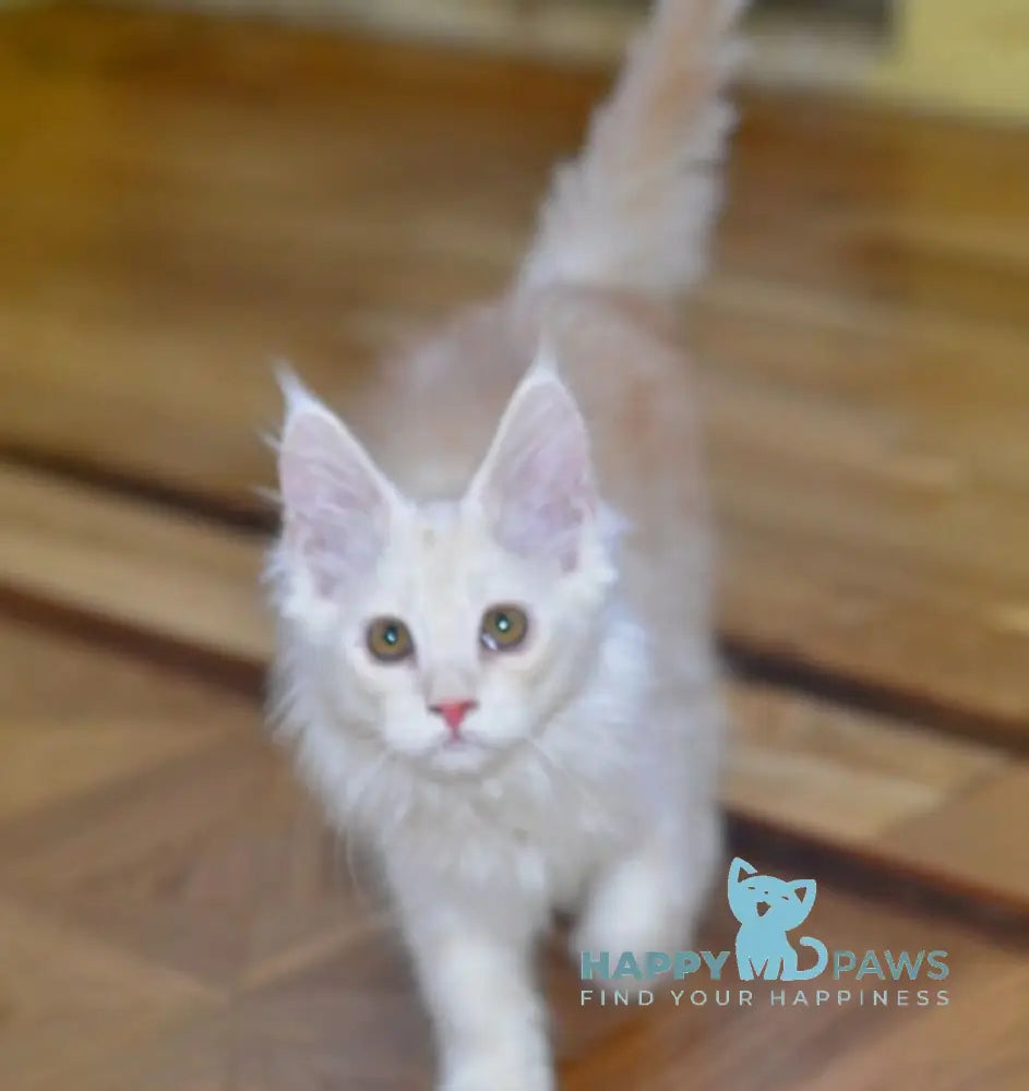 Fantom Maine Coon male red silver ticked tabby live animals