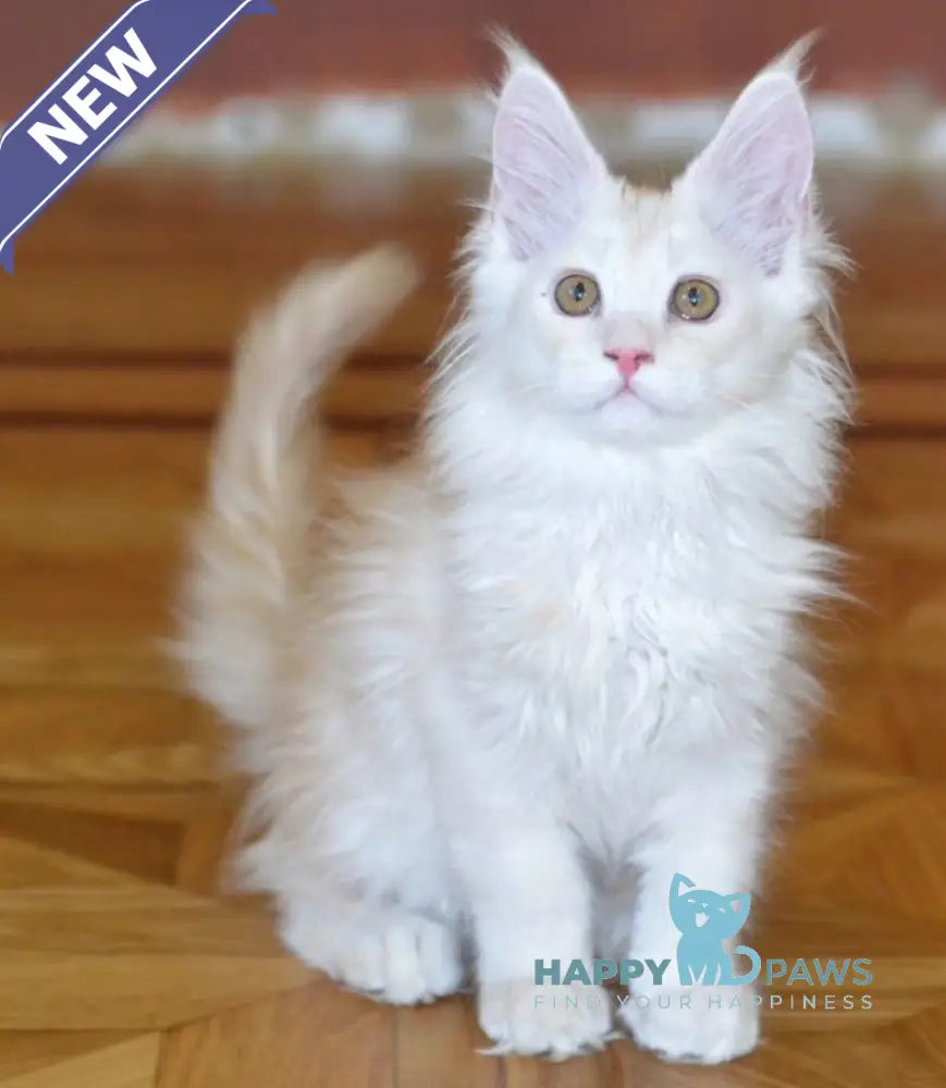 Fantom Maine Coon male red silver ticked tabby live animals
