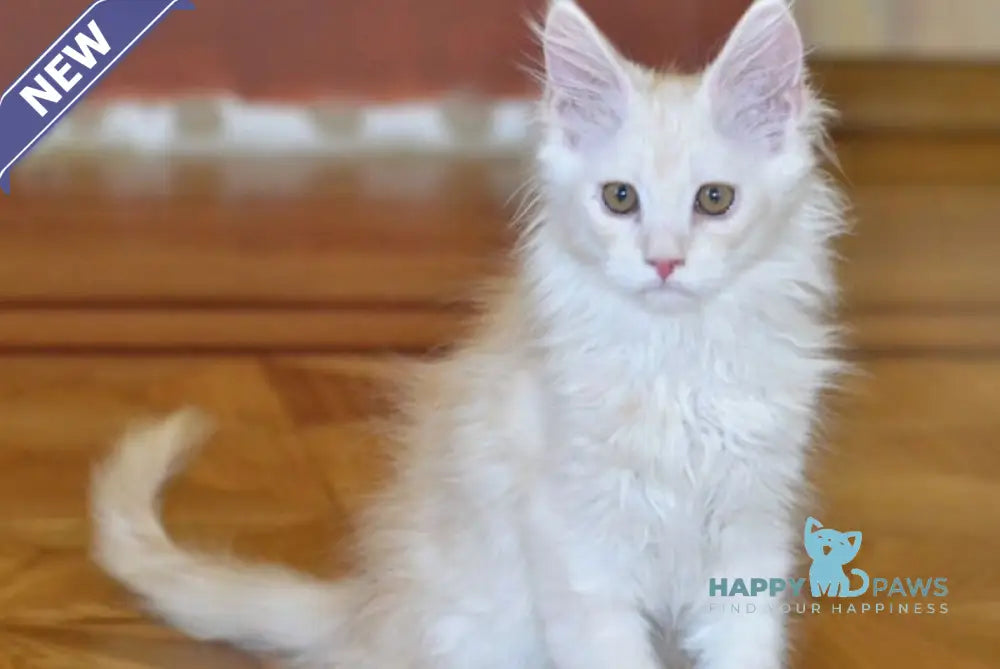 Fantom Maine Coon male red silver ticked tabby live animals
