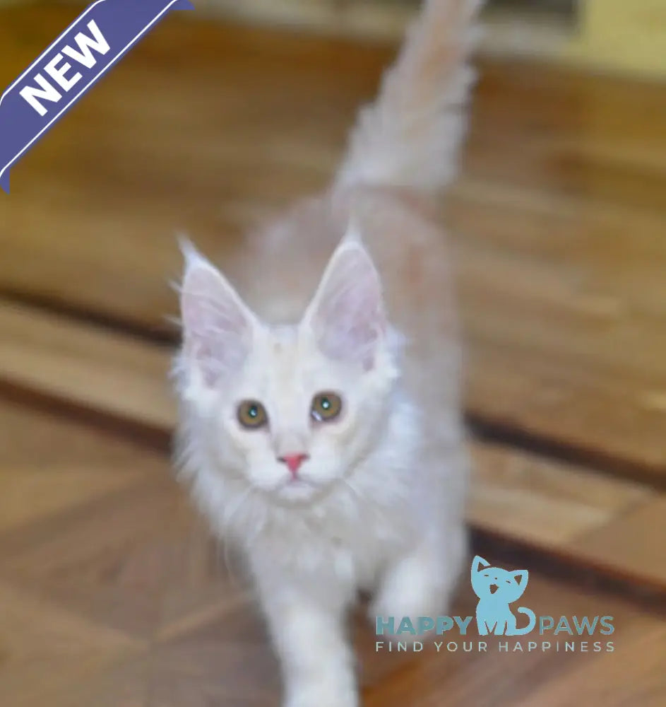 Fantom Maine Coon male red silver ticked tabby live animals