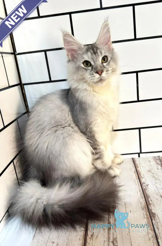 Fanya Maine Coon female blue tortie silver ticked tabby with white live animals