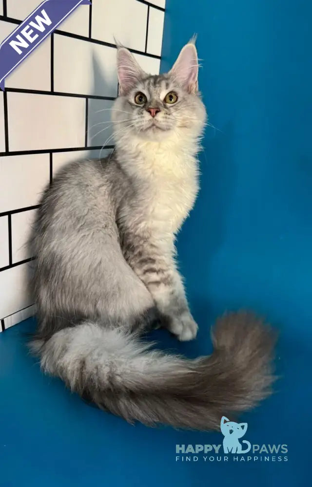 Fanya Maine Coon female blue tortie silver ticked tabby with white live animals