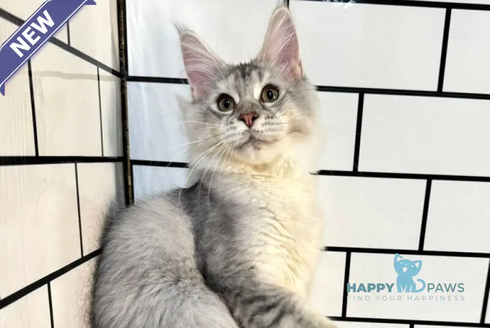 Fanya Maine Coon female blue tortie silver ticked tabby with white live animals