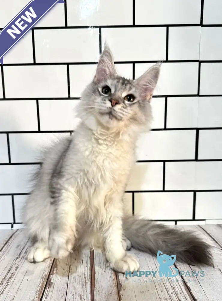 Fanya Maine Coon female blue tortie silver ticked tabby with white live animals