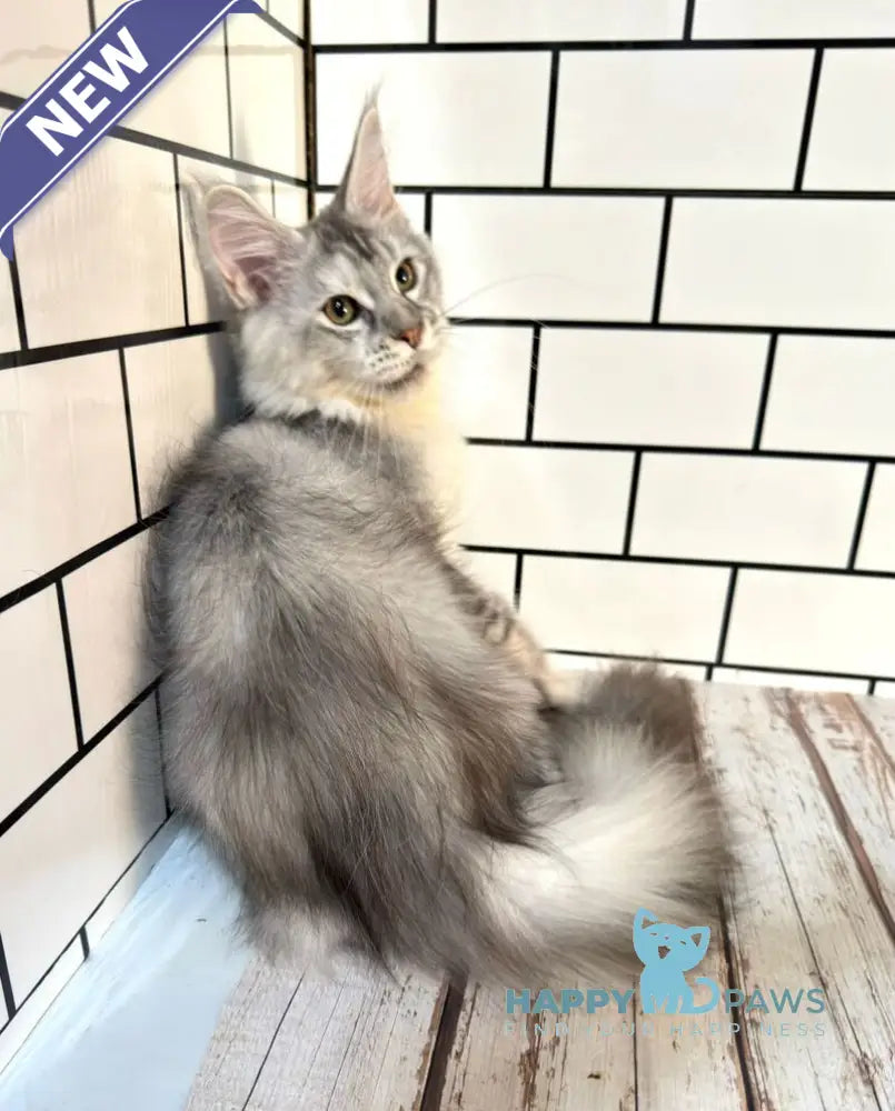 Fanya Maine Coon female blue tortie silver ticked tabby with white live animals