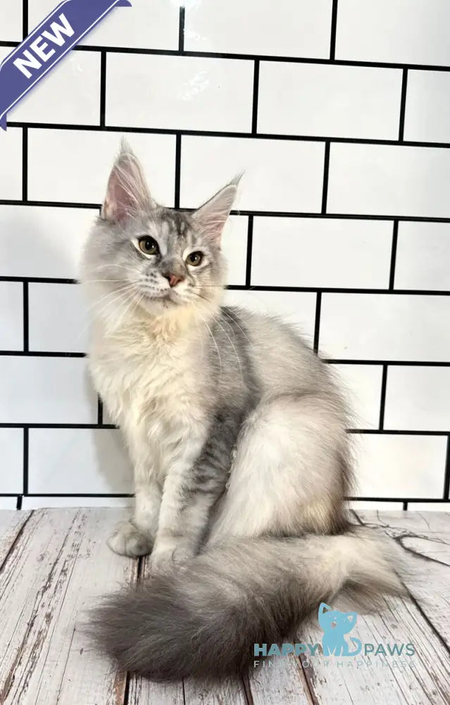 Fanya Maine Coon female blue tortie silver ticked tabby with white live animals