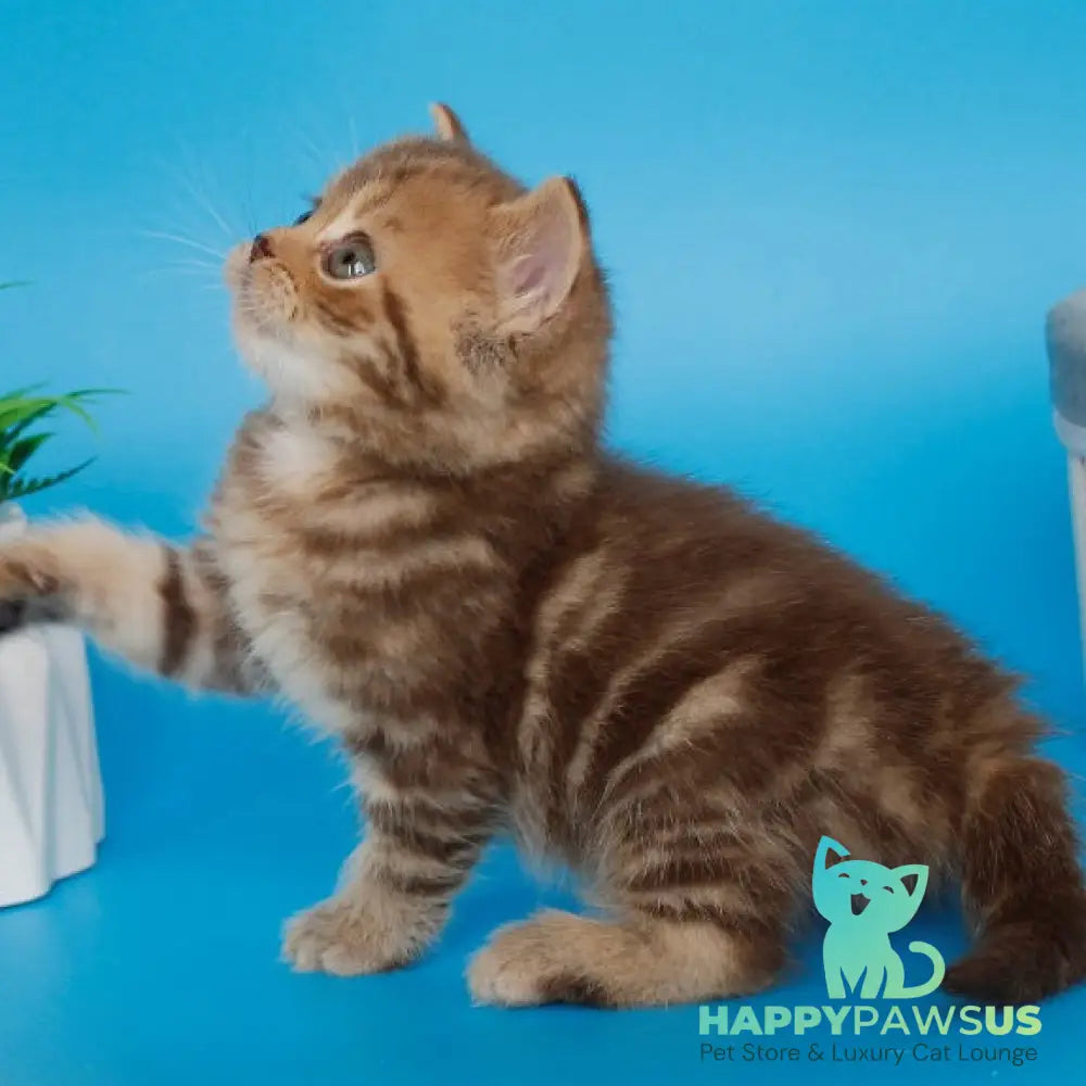 Faraon British Shorthair male chocolate tabby - live animals