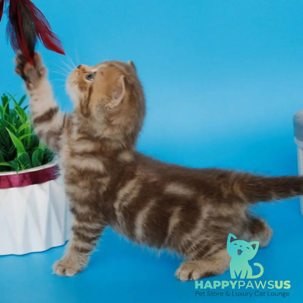 Faraon British Shorthair male chocolate tabby - live animals