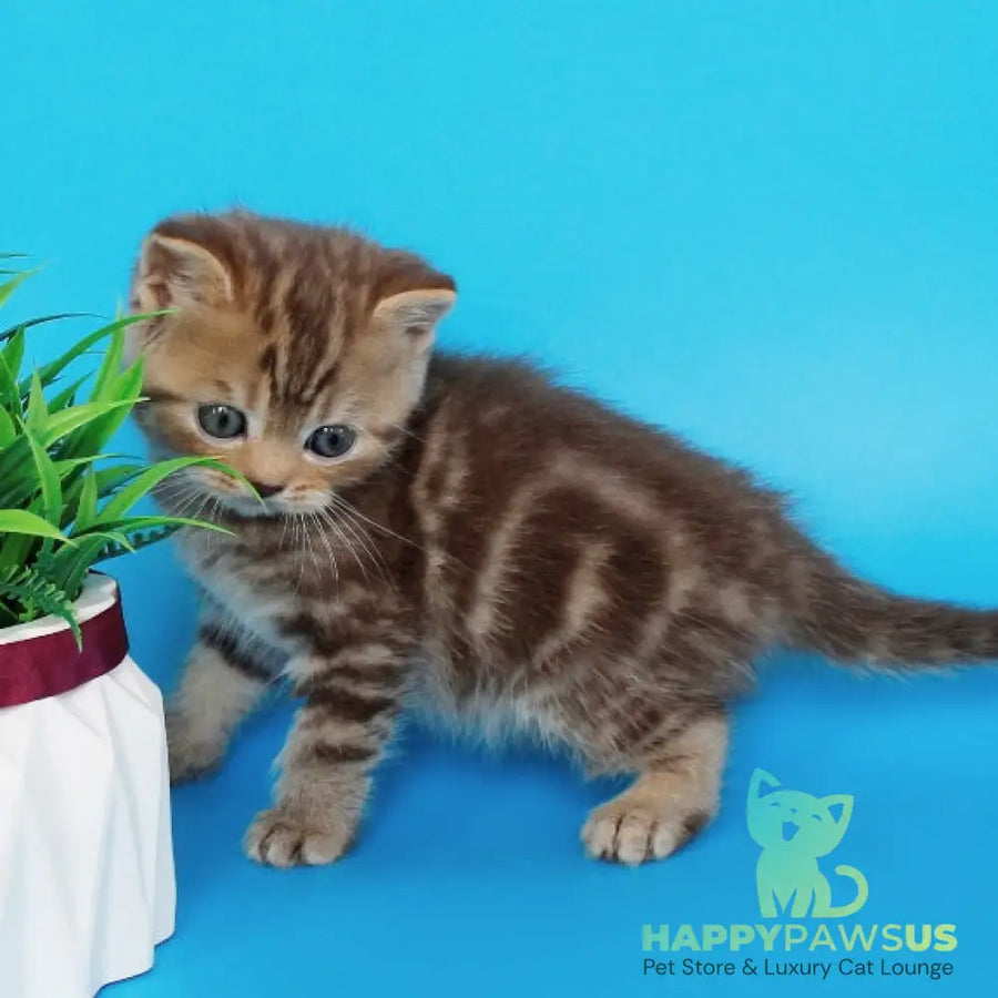Faraon British Shorthair male chocolate tabby - live animals