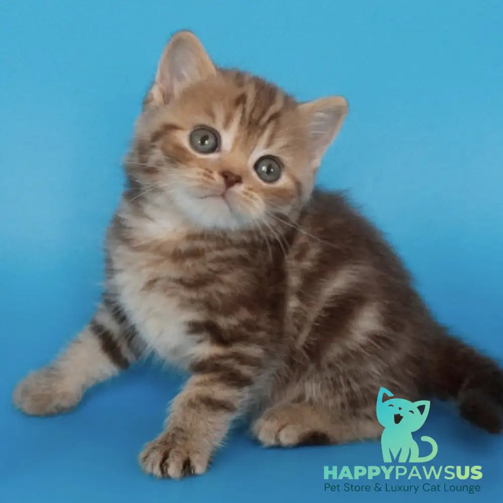 Faraon British Shorthair male chocolate tabby - live animals