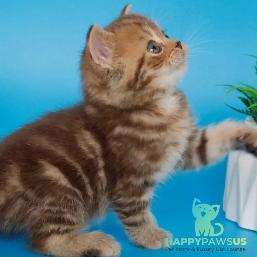 Faraon British Shorthair male chocolate tabby - live animals
