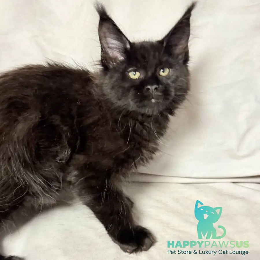 Fargo Maine Coon male black - live animals