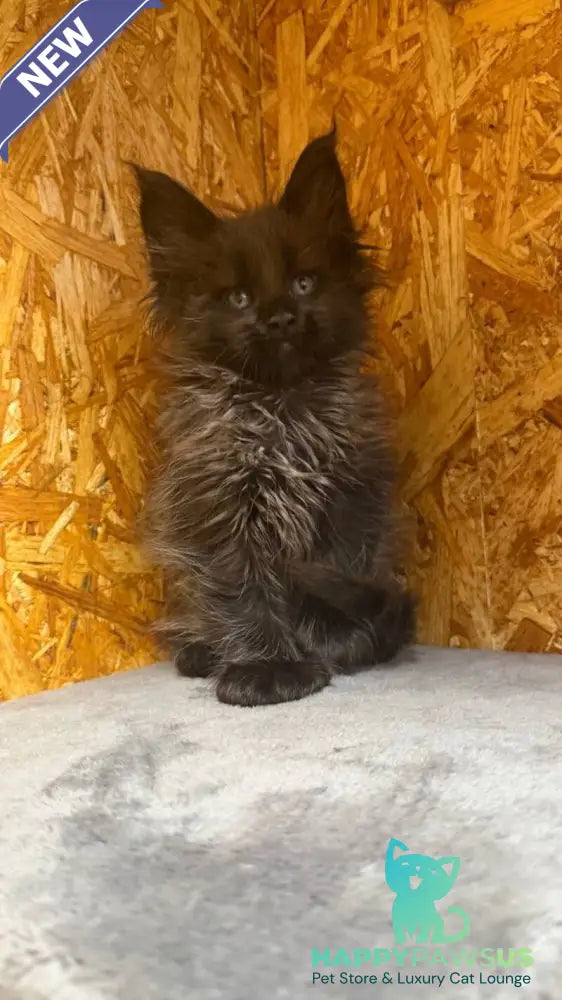 Fargo Maine Coon male black - live animals