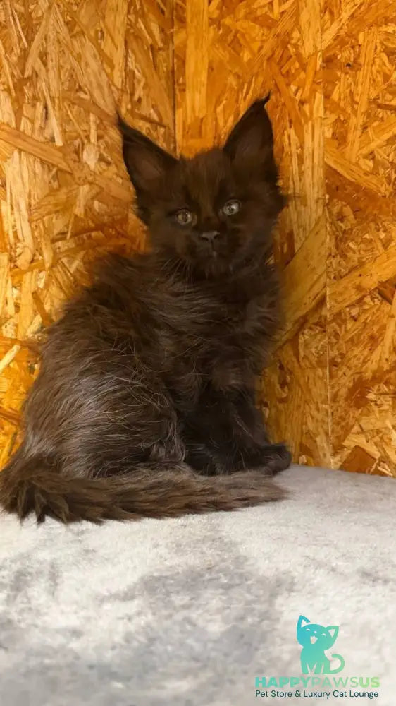 Fargo Maine Coon male black - live animals