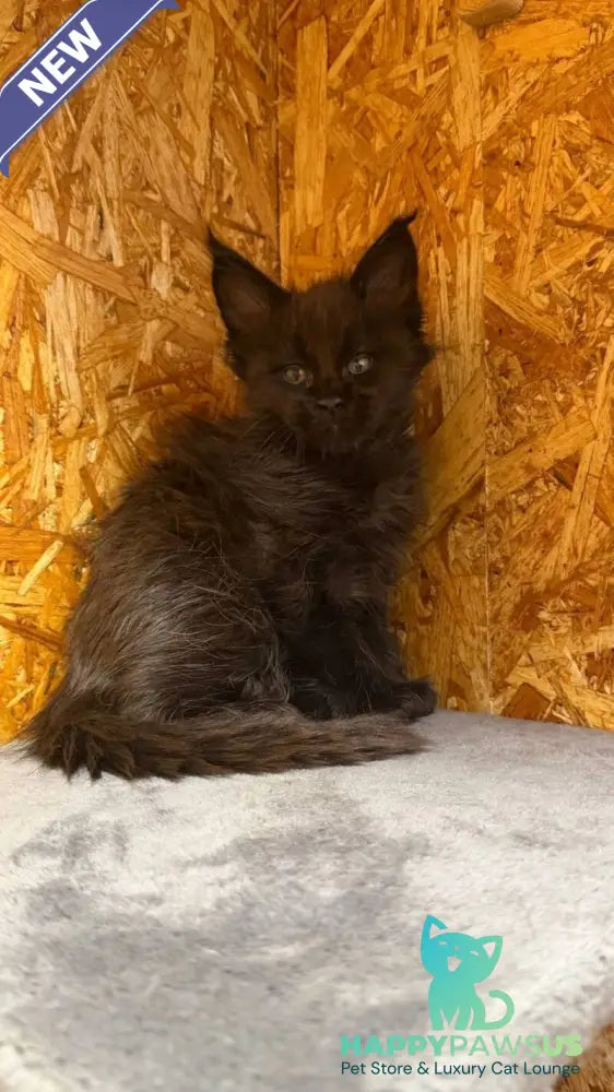 Fargo Maine Coon male black - live animals