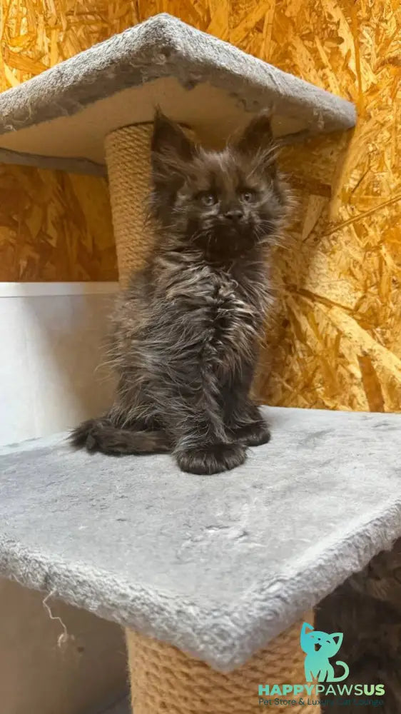 Fargo Maine Coon male black - live animals