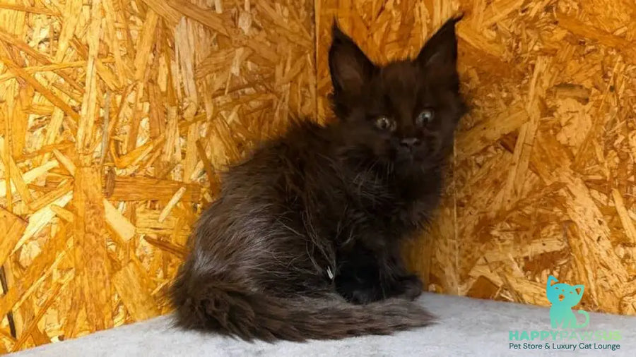 Fargo Maine Coon male black - live animals