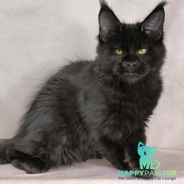Fargo Maine Coon male black - live animals