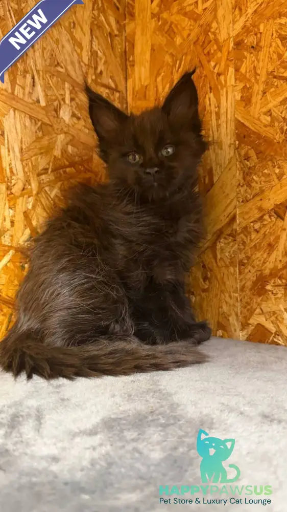 Fargo Maine Coon male black - live animals