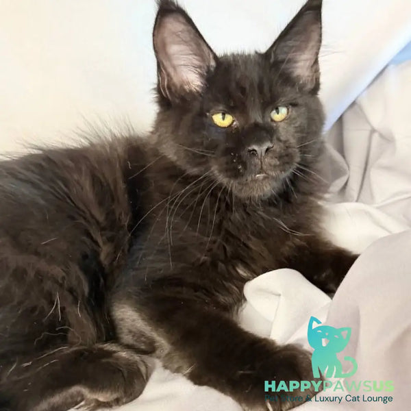 Fargo Maine Coon male black - live animals