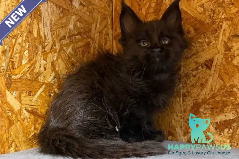 Fargo Maine Coon male black - live animals