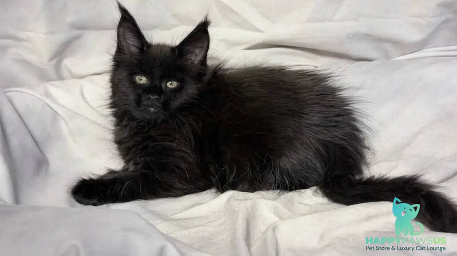 Fargo Maine Coon male black - live animals