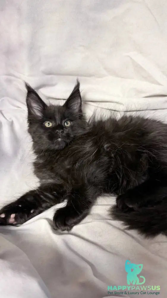 Fargo Maine Coon male black - live animals