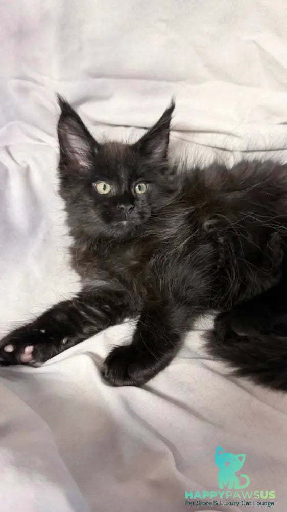 Fargo Maine Coon male black - live animals