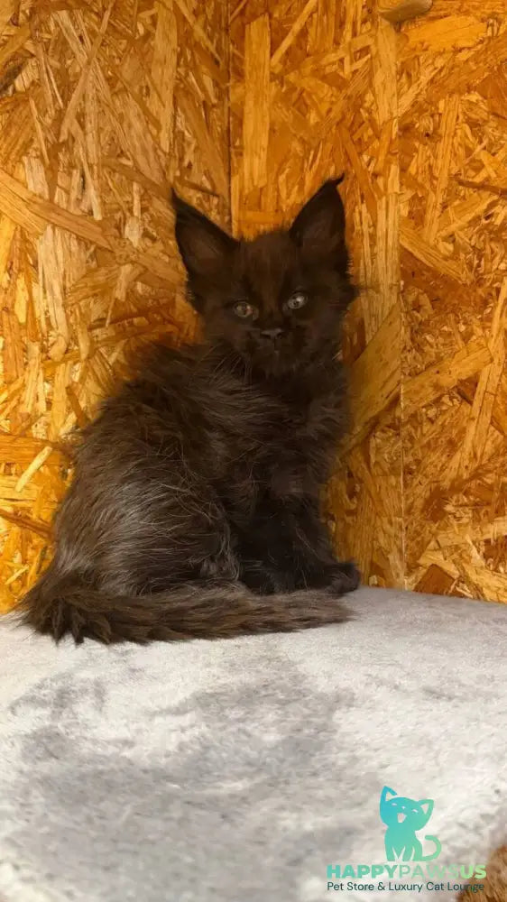 Fargo Maine Coon male black - live animals
