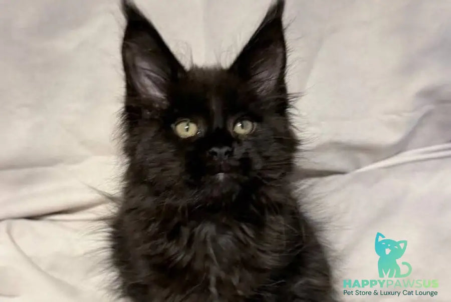 Fargo Maine Coon male black - live animals