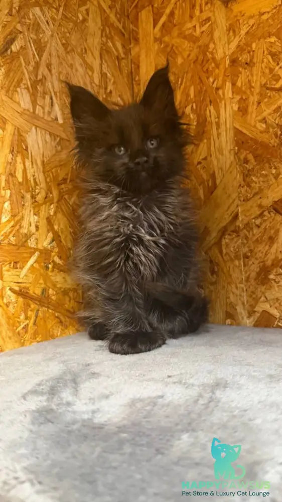 Fargo Maine Coon male black - live animals