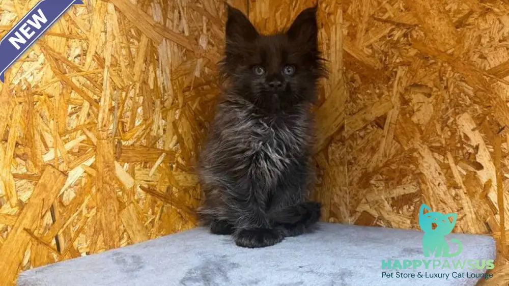 Fargo Maine Coon male black - live animals