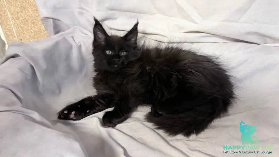 Fargo Maine Coon male black - live animals