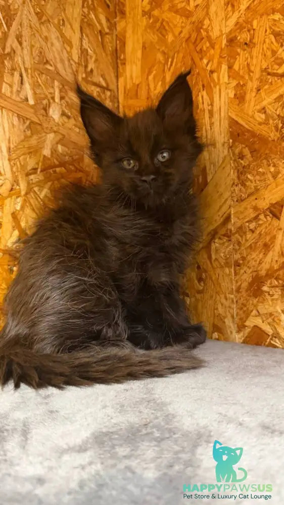 Fargo Maine Coon male black - live animals