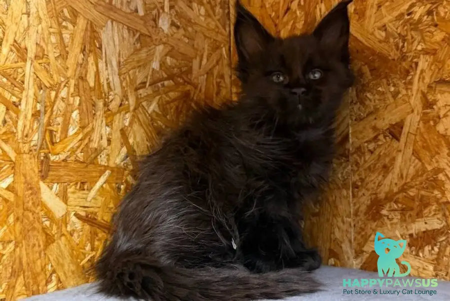 Fargo Maine Coon male black - live animals