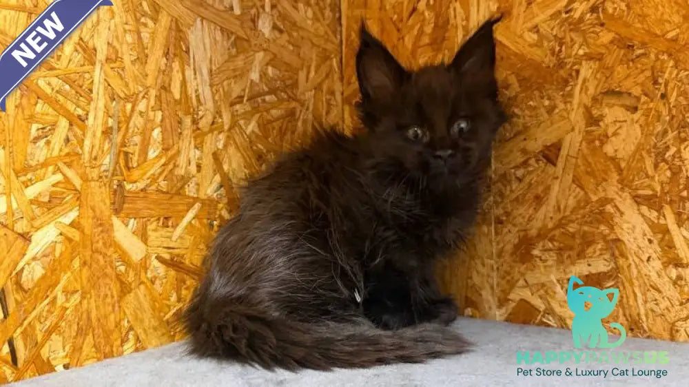Fargo Maine Coon male black - live animals
