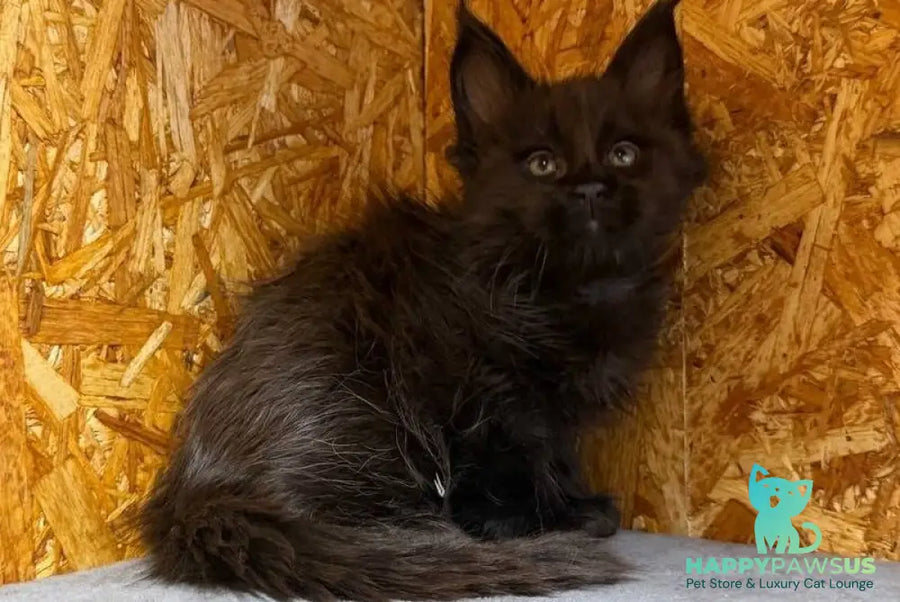 Fargo Maine Coon male black - live animals