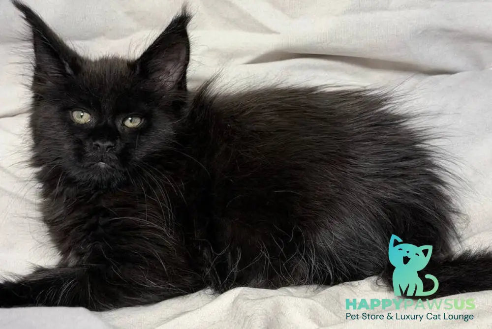 Fargo Maine Coon male black - live animals