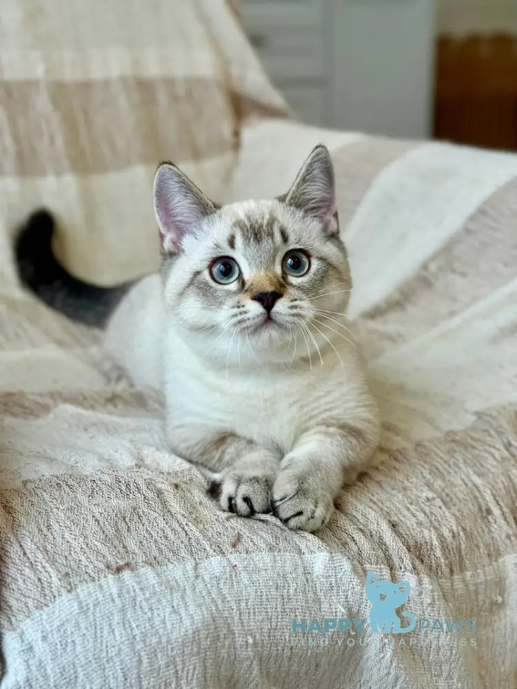 Fargo Munchkin male black tabby pointed live animals